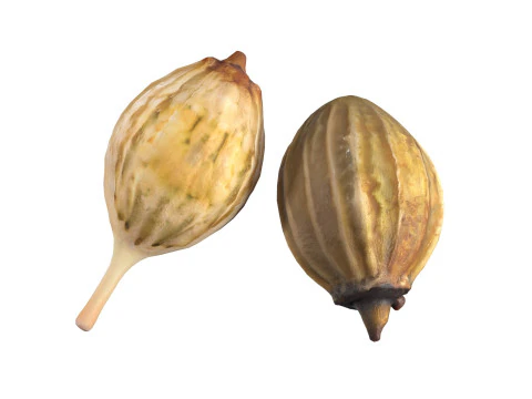 Coriander seeds 3D Model