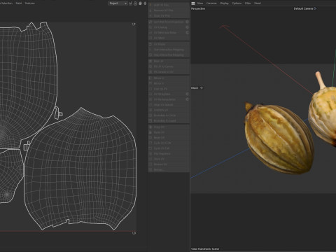 Coriander seeds 3D Model