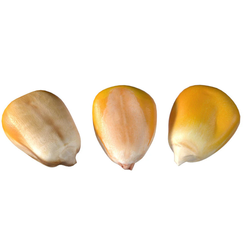 Coriander seeds 3D Model .c4d .max .obj .3ds .fbx .stl .blend