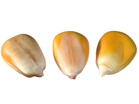 Coriander seeds Model 3D