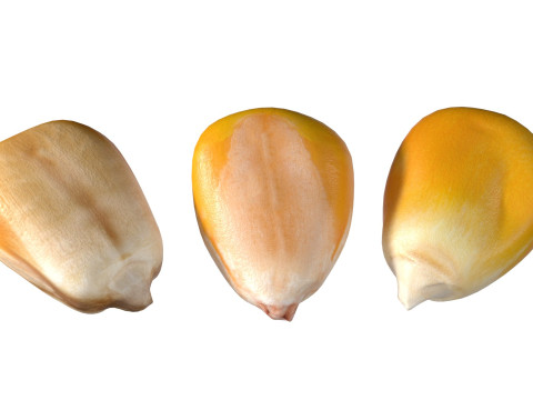 Coriander seeds Modelo 3D