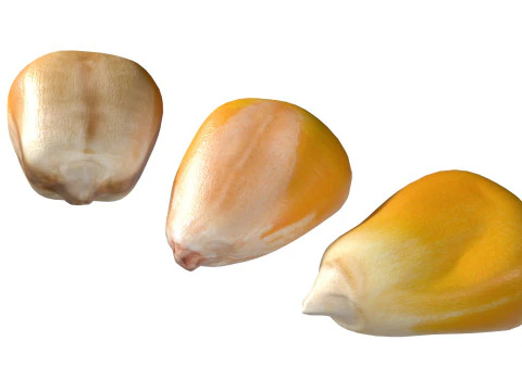 Coriander seeds 3D Model