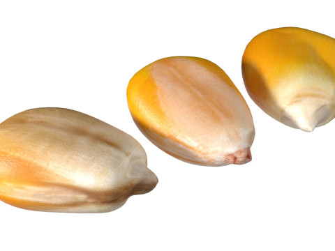 Coriander seeds Modelo 3D