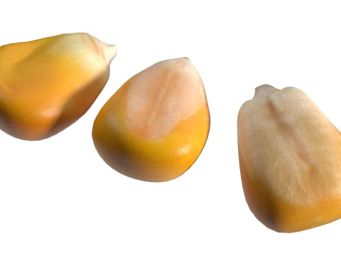Coriander seeds 3D Model