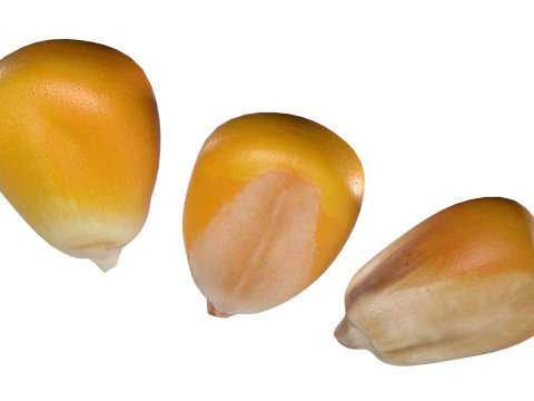 Coriander seeds 3D Model
