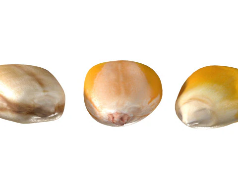 Coriander seeds 3D Model