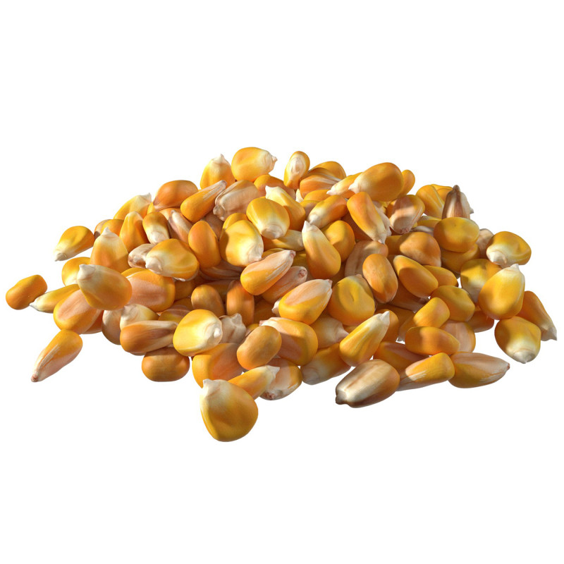 Coriander seed pile Modelo 3D .c4d .max .obj .3ds .fbx .stl .blend