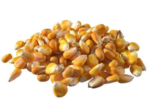 Coriander seed pile Model 3D