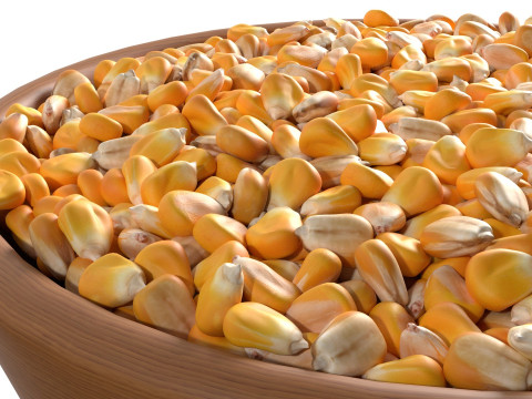 Corn seed bowl 3D 모델
