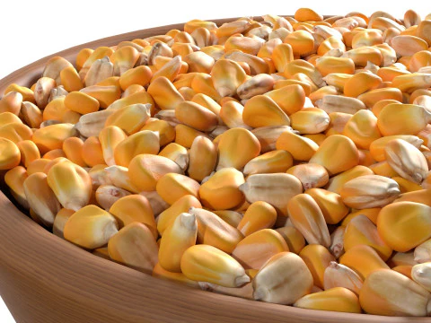 Corn seed bowl 3D Model