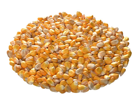 Corn seed bowl 3D 모델