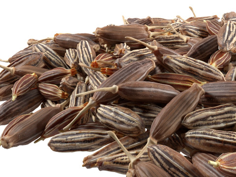 Cumin pile Modelo 3D
