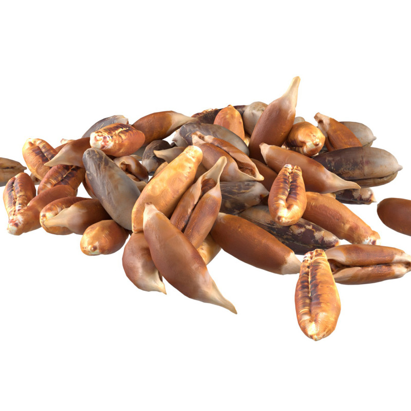 Date seed pile 3D Model .c4d .max .obj .3ds .fbx .stl .blend