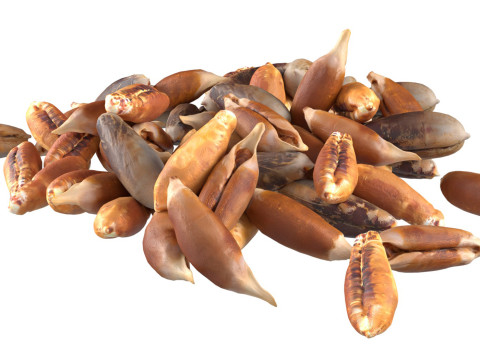 Date seed pile Model 3D