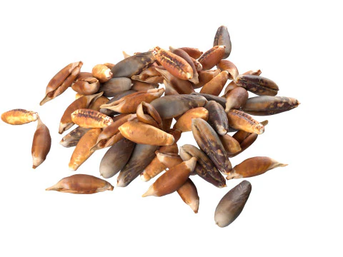 Date seed pile 3D Model