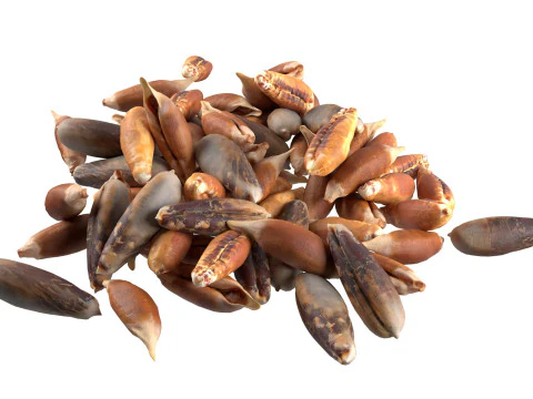 Date seed pile 3D Model