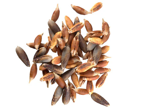 Date seed pile 3D Model