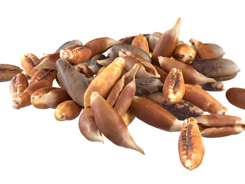 Date seed pile 3D Model