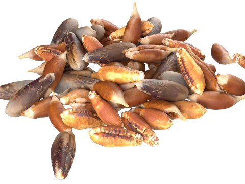 Date seed pile 3D Model