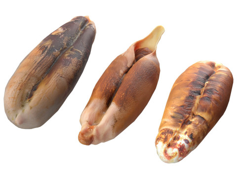 Date seeds Model 3D