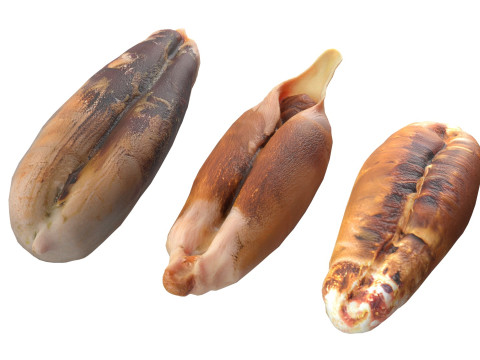 Date seeds Modelo 3D