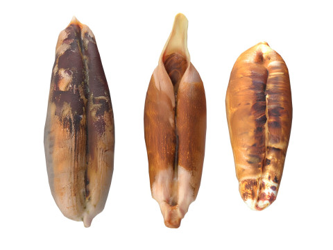 Date seeds Modelo 3D