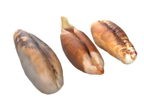 Date seeds 3D Model