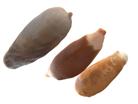 Date seeds 3D Model