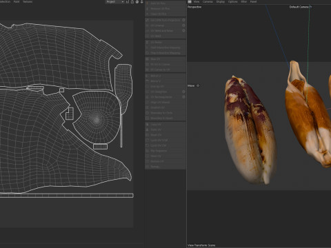 Date seeds Modelo 3D