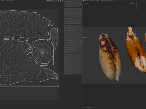 Date seeds 3D Model