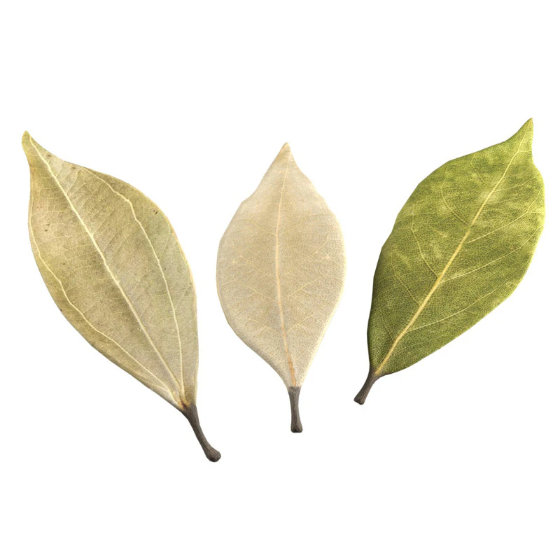 Dried bay leaves 3D Model .c4d .max .obj .3ds .fbx .stl .blend 