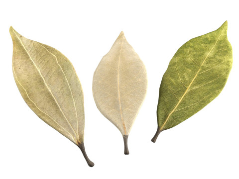 Dried bay leaves Model 3D