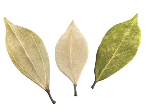 Dried bay leaves 3D 模型