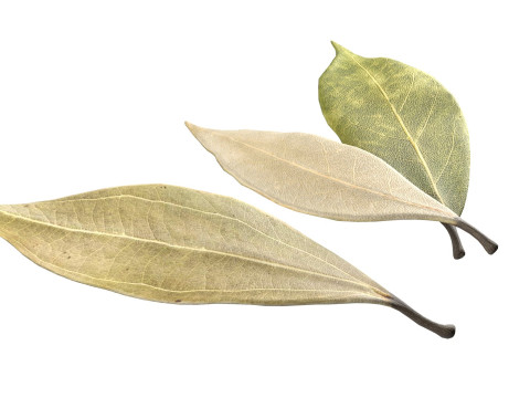 Dried bay leaves 3D 模型