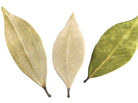 Dried bay leaves 3D 模型