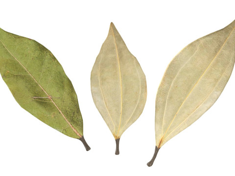 Dried bay leaves 3D 模型
