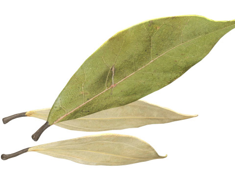 Dried bay leaves 3D 模型