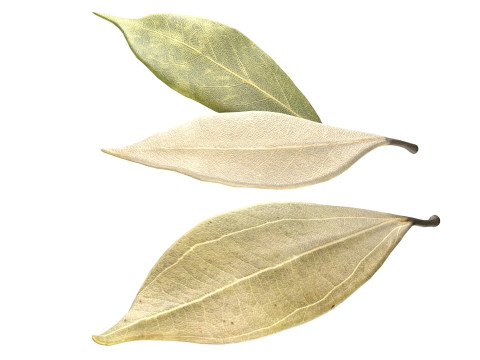 Dried bay leaves 3D 模型