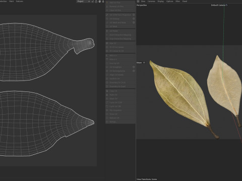 Dried bay leaves 3D 模型