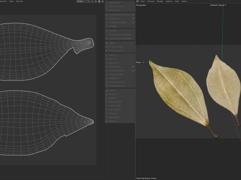 Dried bay leaves 3D Model
