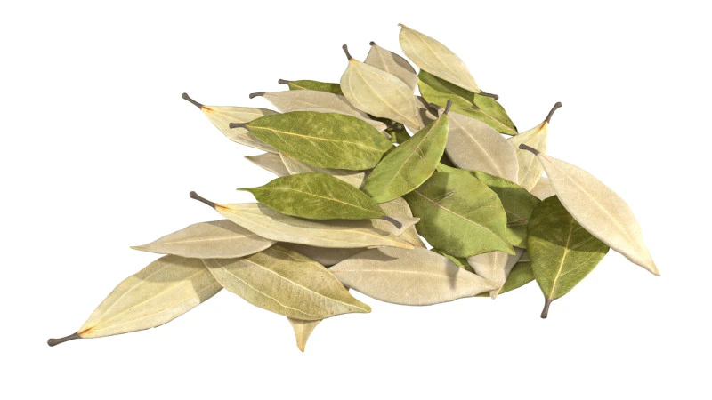 Dried bay leaves pile 3D Model .c4d .max .obj .3ds .fbx .stl .blend