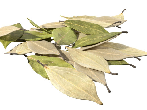 Dried bay leaves pile 3D Model