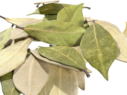 Dried bay leaves pile 3D Model