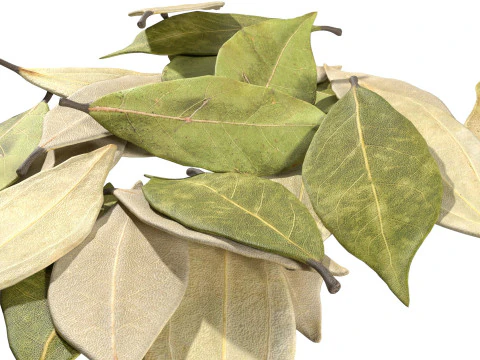 Dried bay leaves pile 3D Model