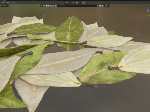 Dried bay leaves pile 3D Model