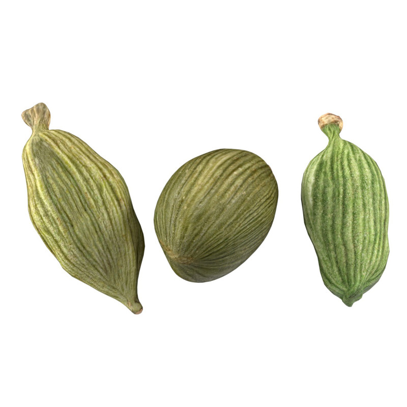 Dreid Green cardamom 3D 모델 .c4d .max .obj .3ds .fbx .stl .blend