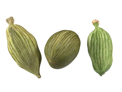 Dreid Green cardamom 3D 모델