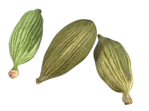 Dreid Green cardamom 3D 모델