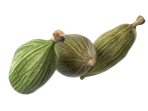 Dreid Green cardamom 3D Model