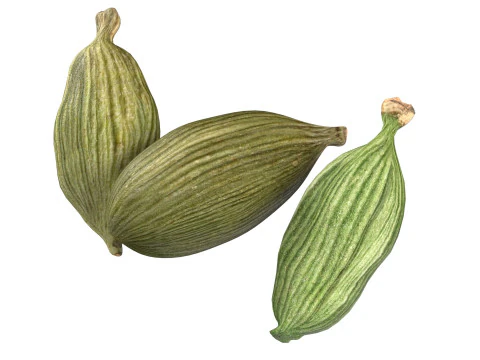 Dreid Green cardamom 3D Model